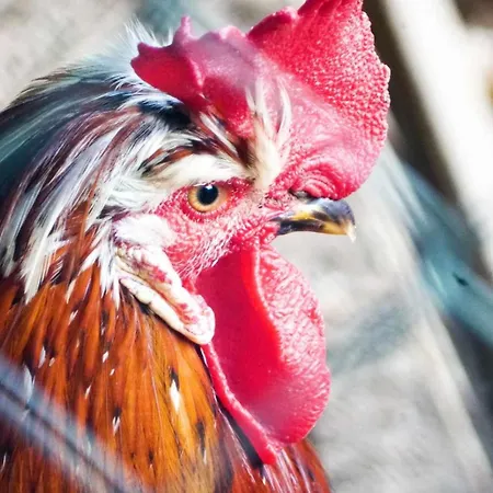 Currais O Pequeno Paraiso Entre O Mar E A Serra Aveiro